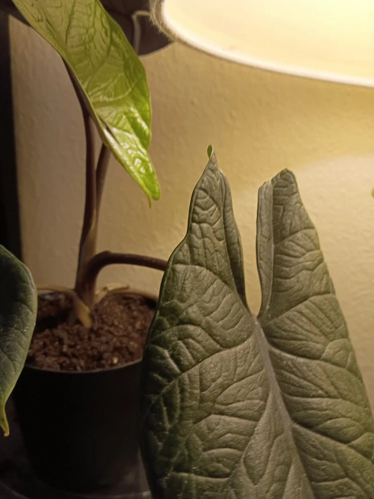 Live Alocasia plant with large dark green textured leaves