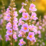 __200+ PALMER'S PENSTEMON SEEDS | HUMMINGBIRD BEARDTONGUE | PERENNIAL FREE SHIP Flowering Plants