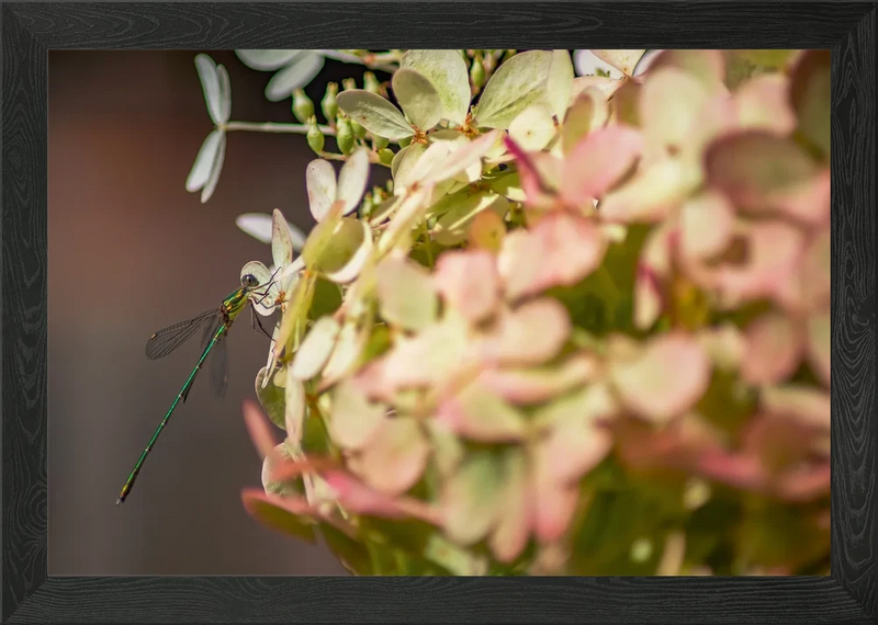 Dragonfly on Hydrangea Flower Framed Wall Art Poster Canvas Print Picture Hydrangea