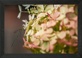 Dragonfly on Hydrangea Flower Framed Wall Art Poster Canvas Print Picture Hydrangea