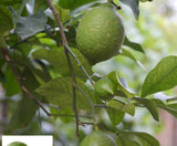 20+ SEEDS for GREEN LIME citrus bush garden plant tree germination USA Seller Garden Plants