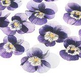 12-Pack Dried Pressed Flowers for Resin, Real Bulk Dry Floral [Light Purple] Dried Flower