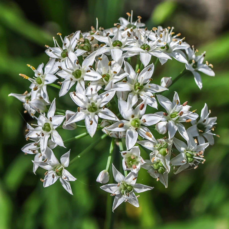 Garlic Chive Seeds (Allium tuberosum) ~Culinary Herb Perennial Pollinator Garden Garden Plants