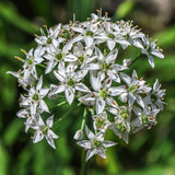 Garlic Chive Seeds (Allium tuberosum) ~Culinary Herb Perennial Pollinator Garden Garden Plants