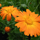Calendula Seeds (Calendula officinalis) ~Traditional Herb Pollinator Garden Garden Plants