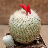 D2489 EPITHELANTHA MICROMERIS pot6-H7-W5 cm MaMa Cactus Green Plant