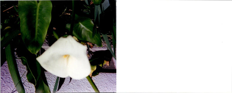 White lily flower bloom with green leaves
