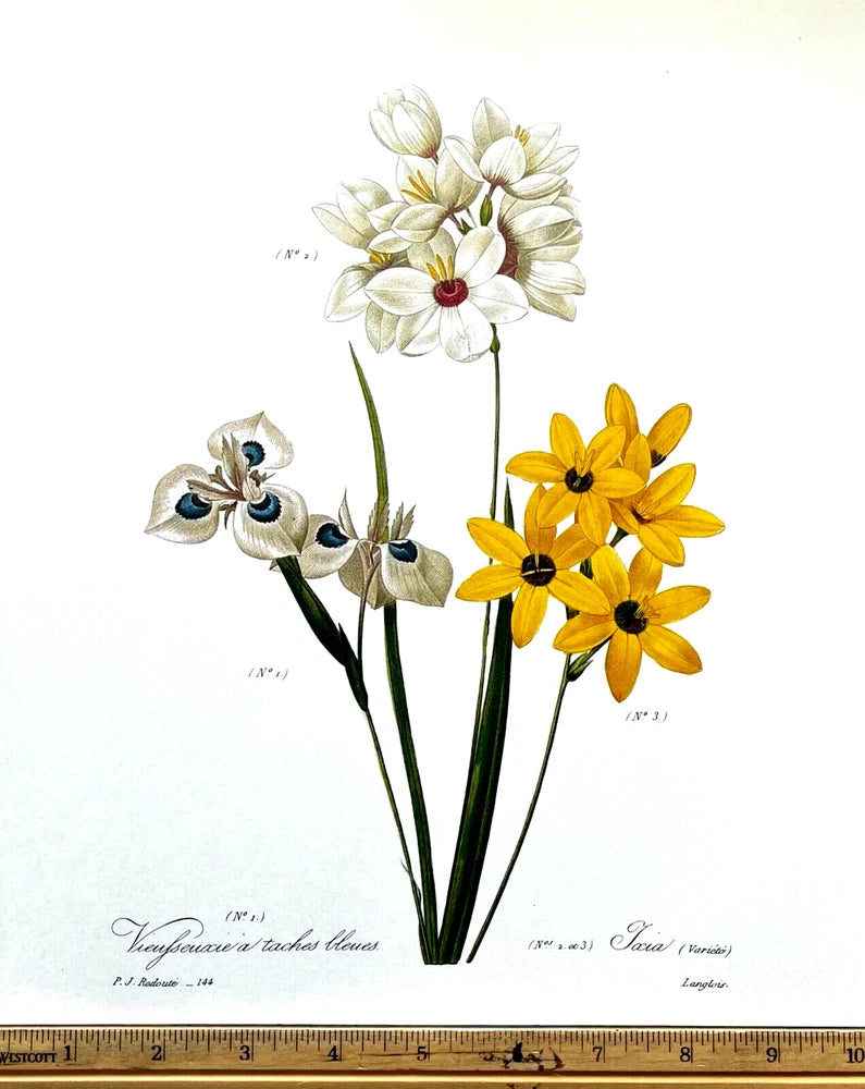 Redoute Flowers #144 TAXIA DAYLILIES DAY LILY BOTANICAL ART BK SUPERB PRINT L@@K Lily