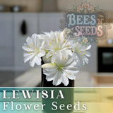 Pure Chantilly Lewisia Seeds 35 or 100 Seeds Flower, Flower Seeds,Non GMO Garden Garden Plants