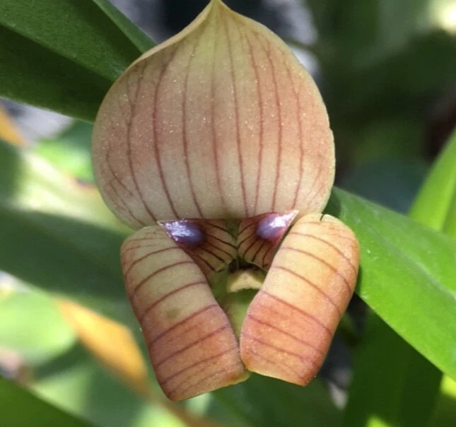 TRIGONIDIUM EGERTONIANUM MAGNIFICO HCC/AOS SPECIES ORCHID PREVIOUSLY BLOOMED .. Orchids