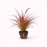 PLANT NOOK Fireworks Fountain Grass PP#18504 Live Plant Starter Plug 2-Pack | Pampas Grass