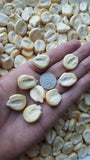 Peruvian Mountain Corn Seeds (50) / Peruvian Maiz Montana / Massive / Rare Flowering Plants