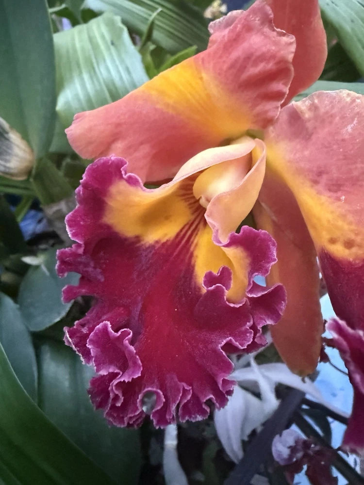 ORCHID PLANTS  Cattleya Chief Queen Lightening 4 buds 3 in pot Orchids