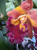 ORCHID PLANTS  Cattleya Chief Queen Lightening 4 buds 3 in pot Orchids