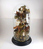 Vintage 1940s/50s Dried Flower Butterfly Glass Dome Cloche Arrangement, 11.5" Dried Flower