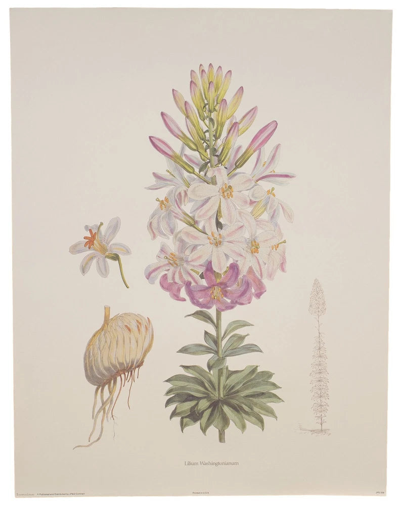Vintage lithograph, Pink Lilies #2, 1870s antique design,  H.J. Elwes Lily