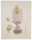 Vintage lithograph, Pink Lilies #2, 1870s antique design,  H.J. Elwes Lily