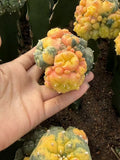 LW cactus variegated Succulent Plant Garden DŽcor Boutique degrafted 6-7cm Garden Plants