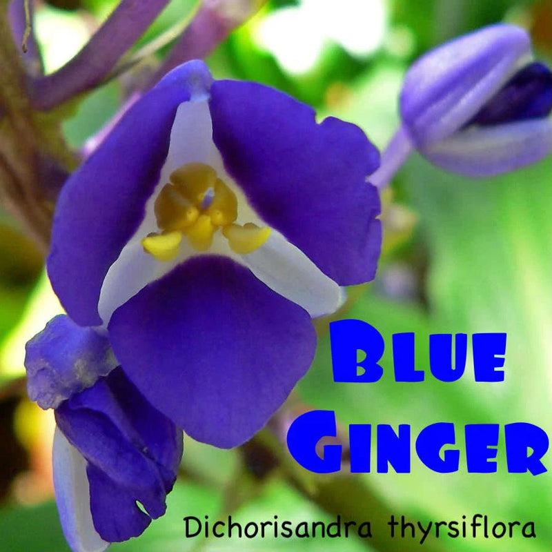 Purple-blue Dichorisandra thyrsiflora orchid flower with yellow center and petals