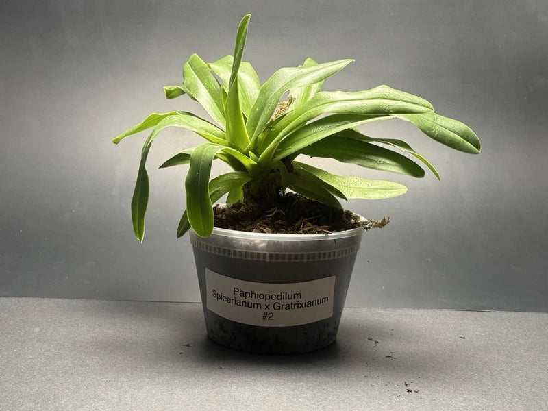 Blooming orchid plant in black pot with green leaves; pot label visible
