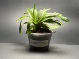 Paphiopedilum Gratrixianum X Spicerianum Multi Growth Plant Blooming Size #2 Orchids