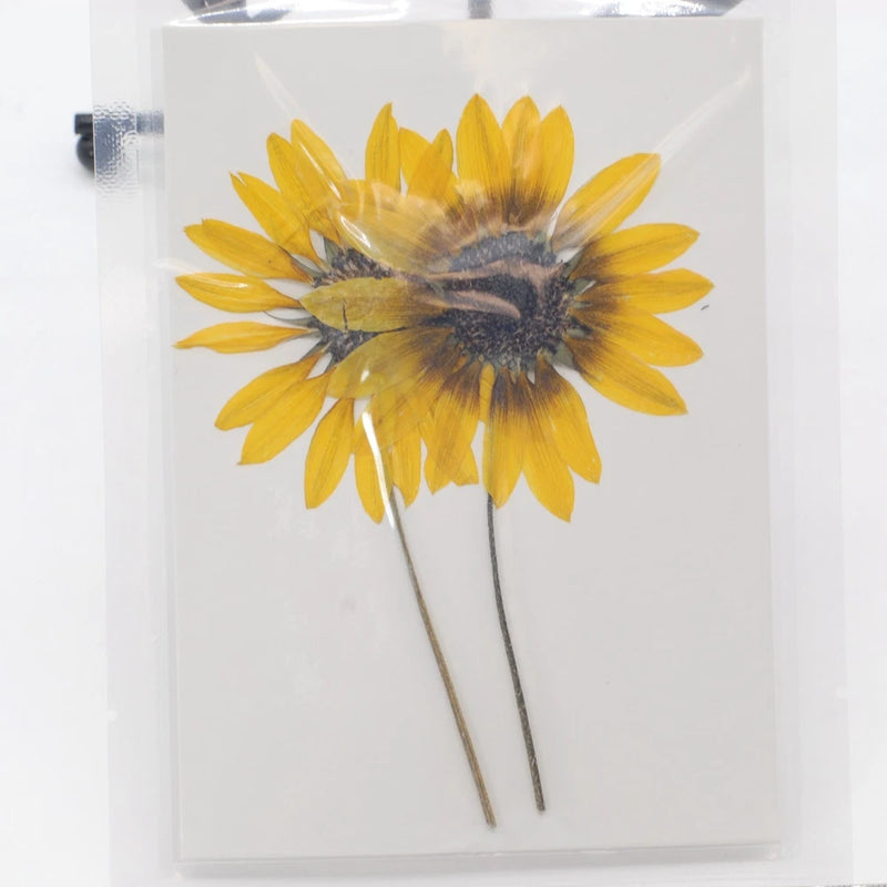 Pressed dried sunflower set with two yellow heads and thin stems, flat preserved flowers