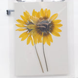 2PCS Real Pressed dried sunflower with stem, yellow flower front pressed FSS70 Dried Flower