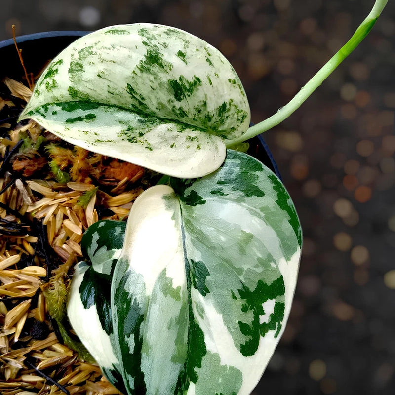 Scindapsus Mayar Mutationi Variegat Jungle Plant Green Plant