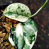 Scindapsus Mayar Mutationi Variegat Jungle Plant Green Plant