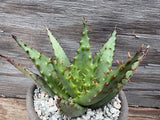 Aloe Broomii - Intense Red Spines - Selected Seedling For Biggest Spines!! Rare! Flowering Plants