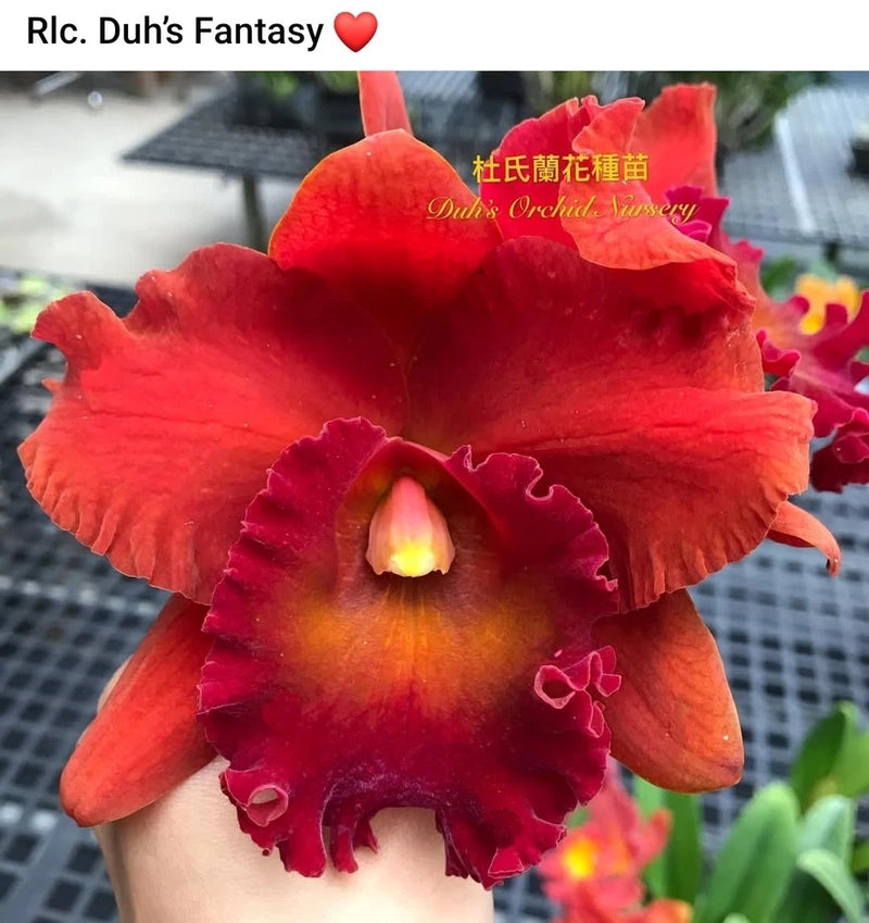 Red and maroon orchid bloom with ruffled petals and yellow center, close-up