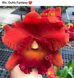Rlc Duh's Fantasy 'Mellow' FCC/AOS Near blooming size cattleya orchid clone.... Orchids