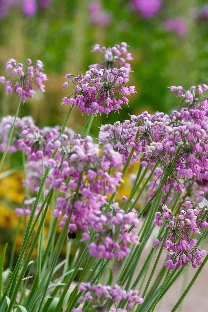 250 ALLIUM NODDING ONION Allium Cernuum Flower Seeds Flowering Plants