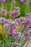 250 ALLIUM NODDING ONION Allium Cernuum Flower Seeds Flowering Plants