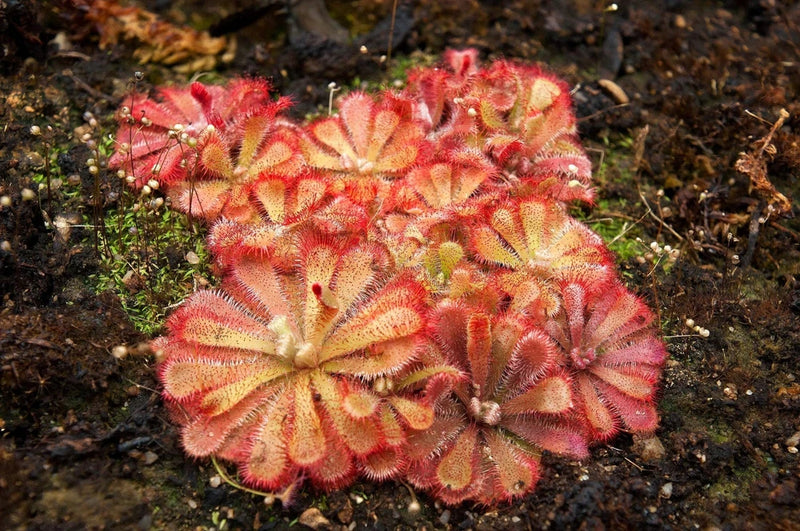 10 CARNIVOROUS SUNDEW PLANT Drosera Flower Seeds Flowering Plants