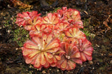 10 CARNIVOROUS SUNDEW PLANT Drosera Flower Seeds Flowering Plants