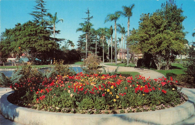Postcard Bed of Ranunculus Flowers In Anaheim City Park California Ranunculus