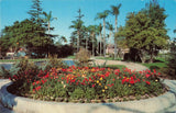 Postcard Bed of Ranunculus Flowers In Anaheim City Park California Ranunculus