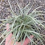 10 VARIEGATED MONDO GRASS SEEDS - Ophiopogon japonicus 'Variegata' Garden Plants