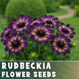 Velvet Dusk Rudbeckia Seeds 125+ Seeds Annual Flower Seeds Garden Garden Plants