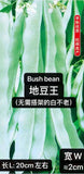 60Ct Bush Bean Seeds Vegetable Garden Heavy producer NON-GMO 60______________ Garden Plants