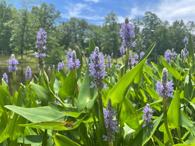 10/25 Purple Pickerel Rush Water Garden/Bog/Pond Plants Garden Plants