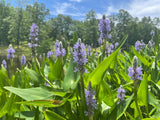 10/25 Purple Pickerel Rush Water Garden/Bog/Pond Plants Garden Plants