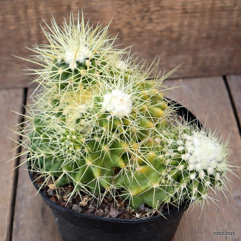 Potted green cactus with long white spines and small fuzzy clusters in a black pot
