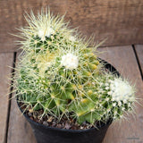 A8262 ECHINOCACTUS GRUSONII MONSTER pot14-H12-W16 cm MaMa Cactus Green Plant