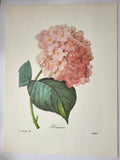 Most Beautiful Flowers Plant J P Redoute Large Colour Print Hydrangea Hydrangea