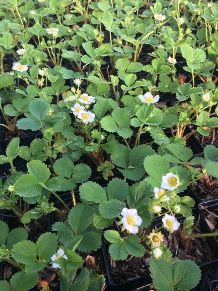 Strawberry plants with green leaves and white flowers growing in black pots