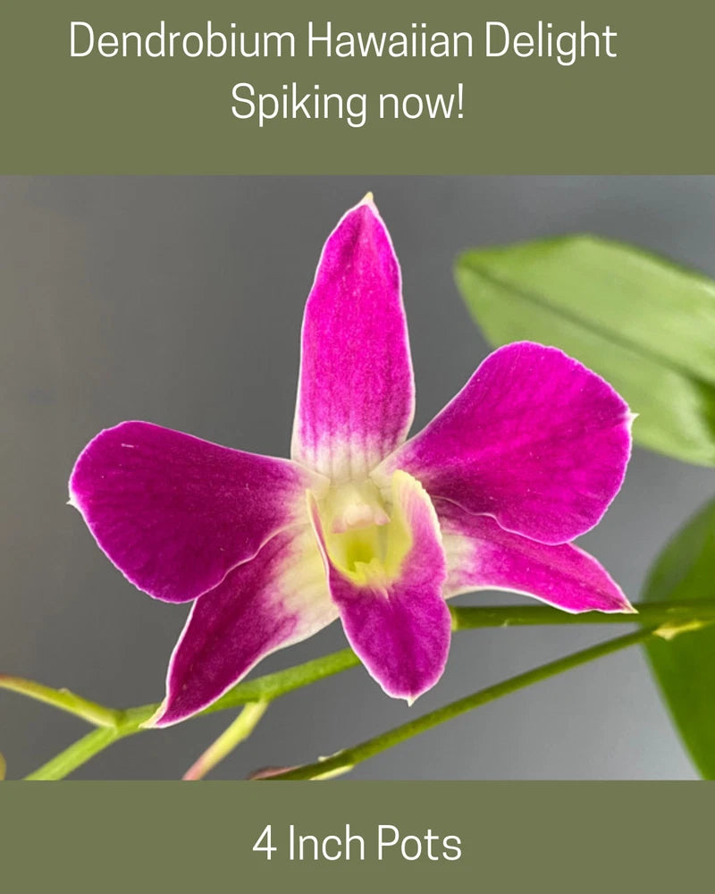 Pink dendrobium orchid bloom with yellow throat and green leaves
