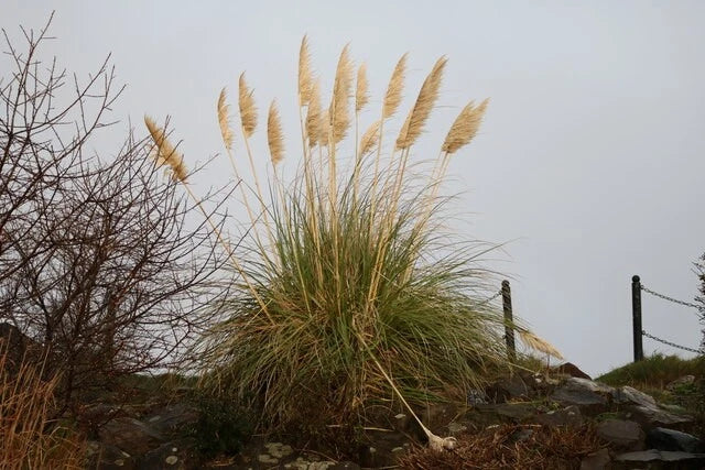 Photo A2 Pampas Grass, Girvan At McCreath Park on the North side of the  c2022 Pampas Grass