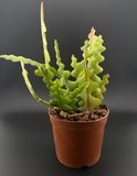 Zig Zag Cactus Selenicereus anthonyanus Ric-Rac, Orchid Live Plant FREE SHIPPING Orchids
